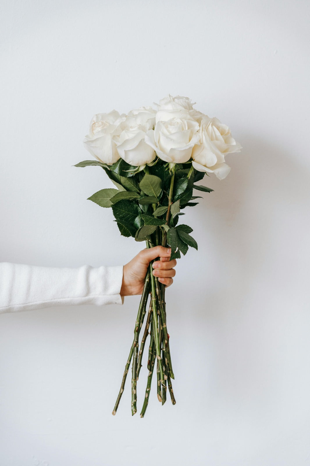A bundle of pristine, long-stem white roses with lush petals, symbolizing purity and elegance— ideal for bridal bouquets and classic arrangements.