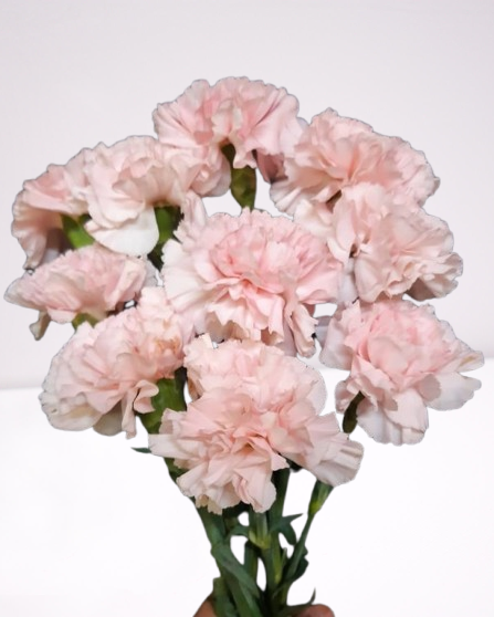 Fresh, pink Blush Carnations with ruffled petals, showcasing soft romantic blooms perfect for any floral arrangement or styling.